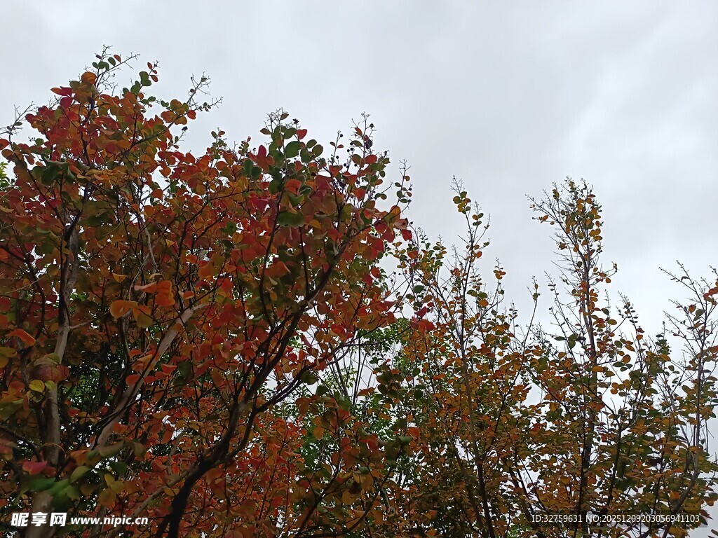 秋日红叶树木景观