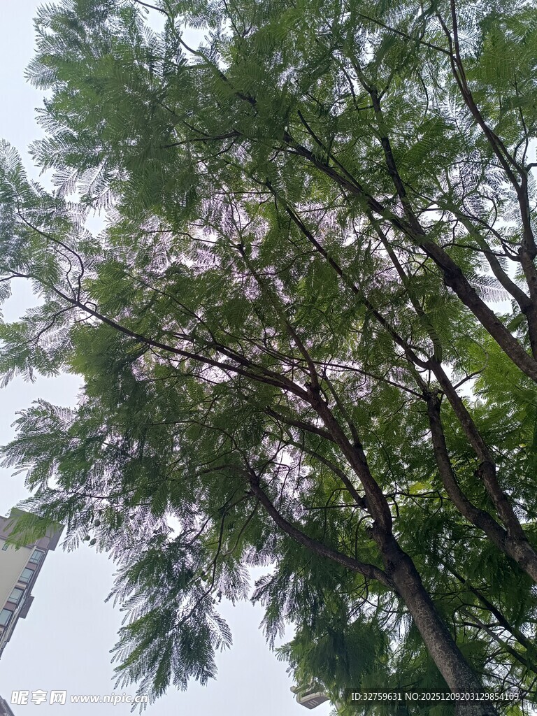 仰视繁茂树木枝叶