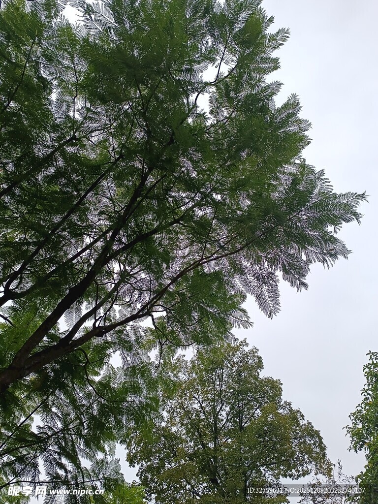 仰视繁茂绿树树冠