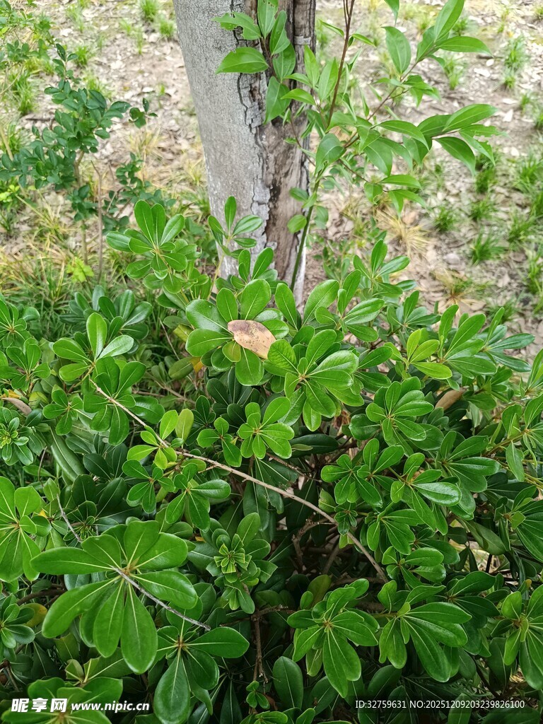 繁茂绿植中的树干景象