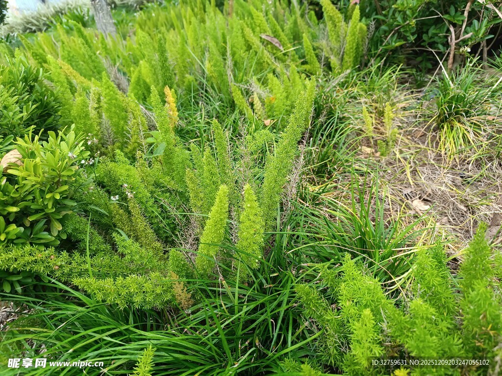 翠绿茂盛的草本植物景观