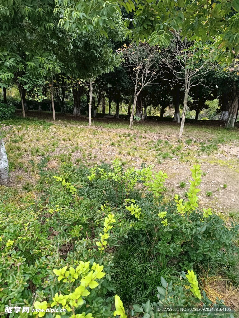 绿意盎然的户外自然景致