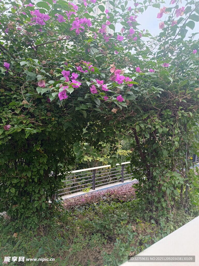 繁花缠绕的绿意拱门