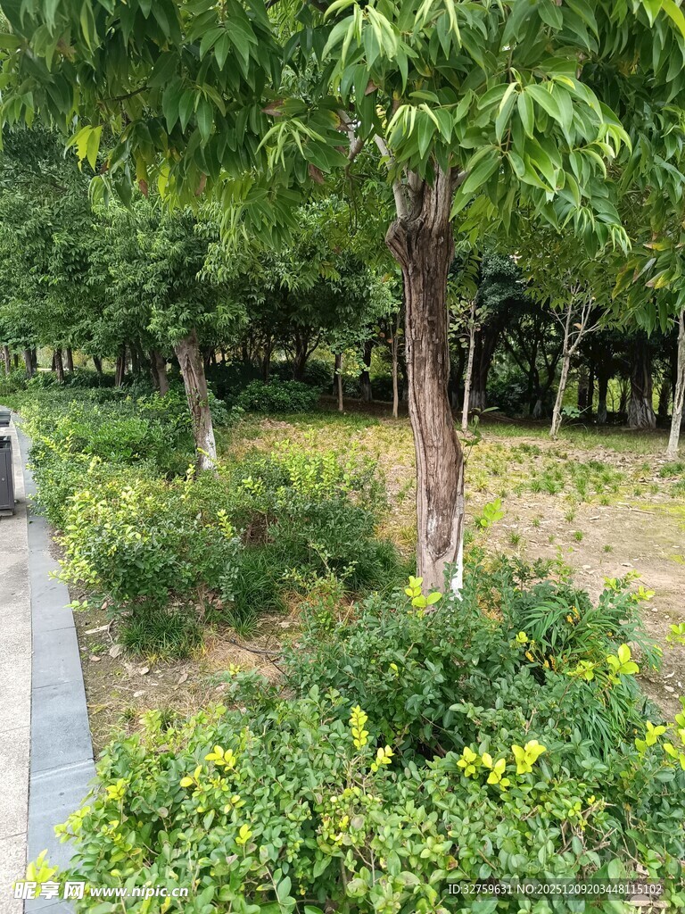 城市中的绿意盎然景观