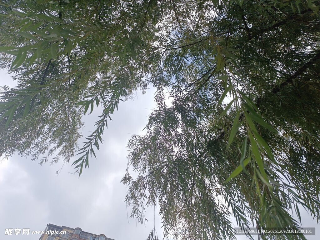 仰视葱郁树枝与天空