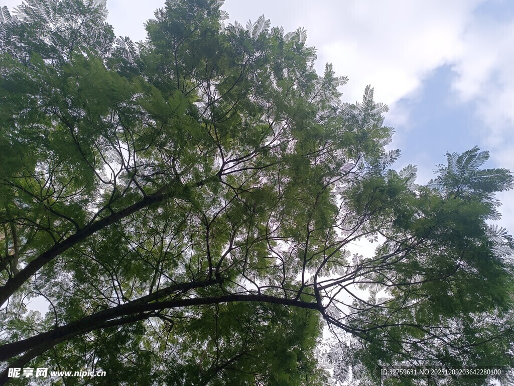 枝叶繁茂的树木