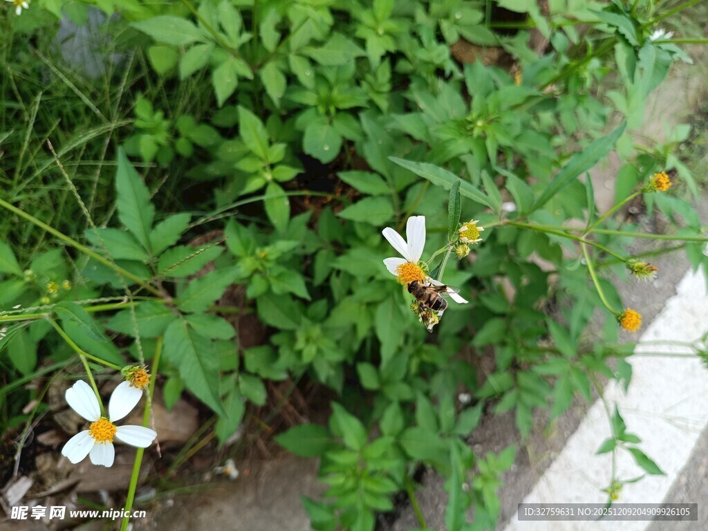 路边绽放的清新小白花