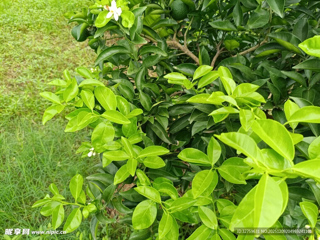 翠绿繁茂的植物枝叶