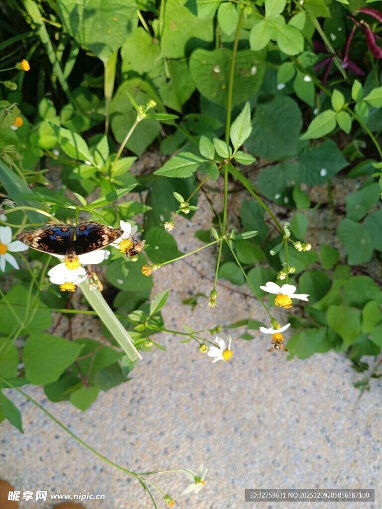 绿叶间的蜜蜂与白色小花