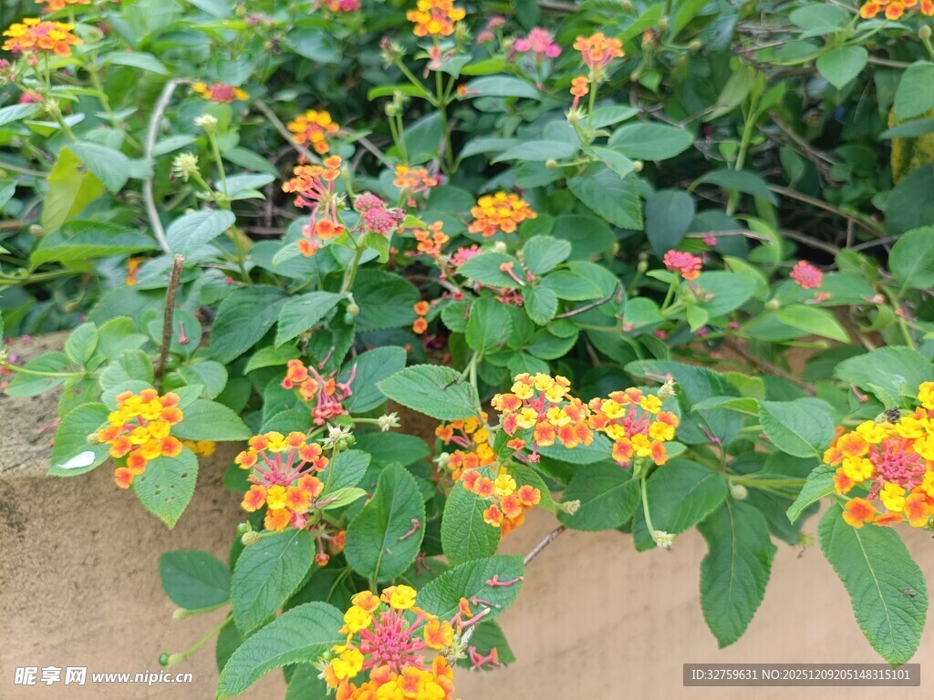 多彩马缨丹绽放的美丽