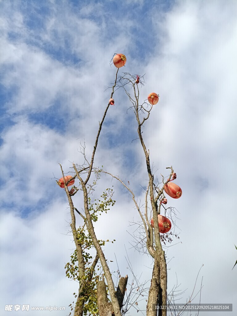 蓝天映衬下的枯枝红果