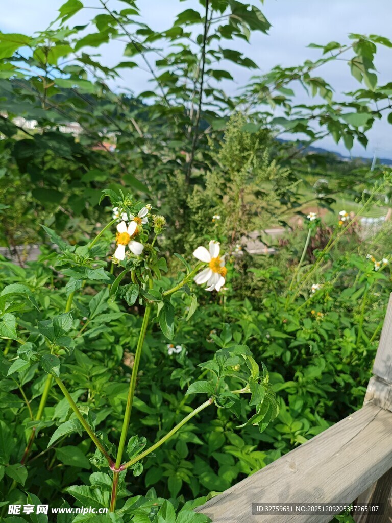 木栏旁绽放的清新小雏菊