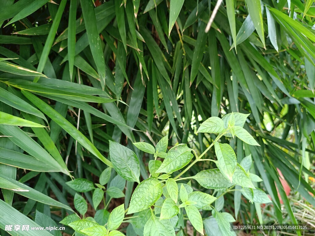翠绿繁茂的植物景观
