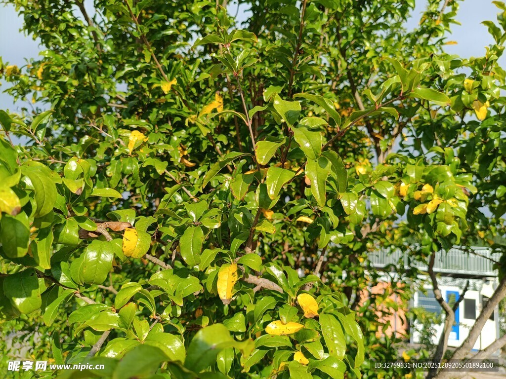 绿叶繁茂的树木景观