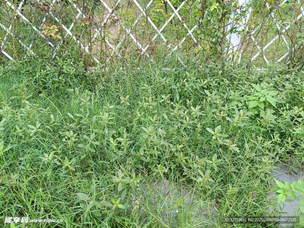 围栏下的茂盛绿草