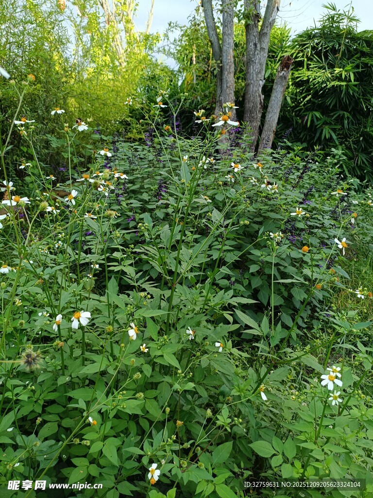 繁茂绿植花园景象