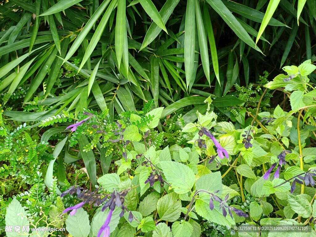 绿叶间的紫色小花