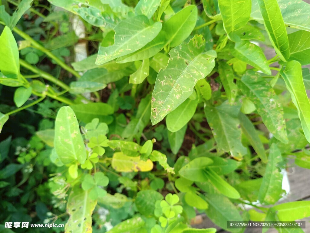 翠绿繁茂的植物叶片