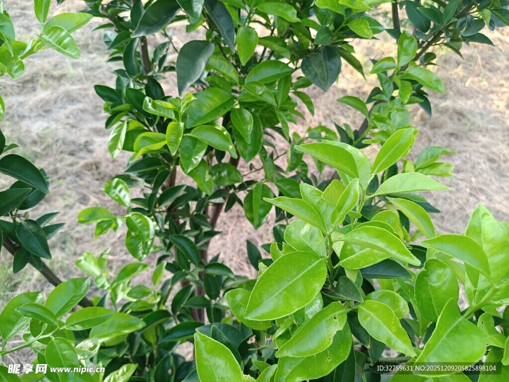 翠绿繁茂的植物枝叶