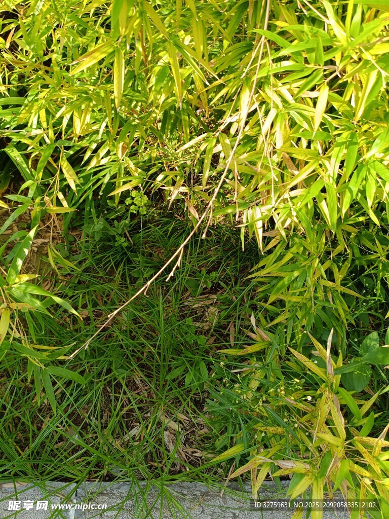 阳光下的嫩绿草丛