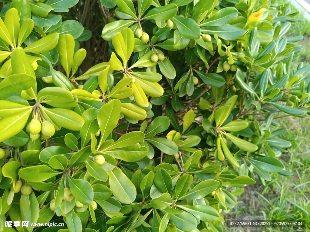绿叶繁茂的植物景观