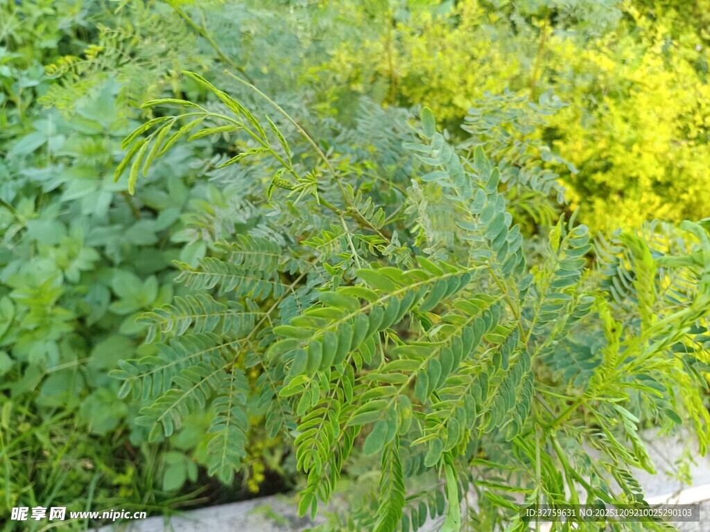 翠绿植物枝叶特写