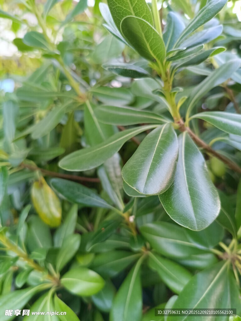 绿叶繁茂的植物特写