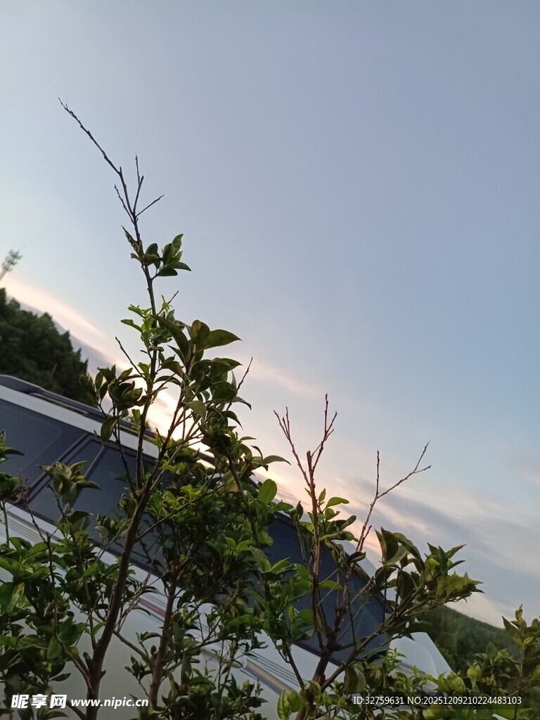 夕阳下的枝叶与远处景致