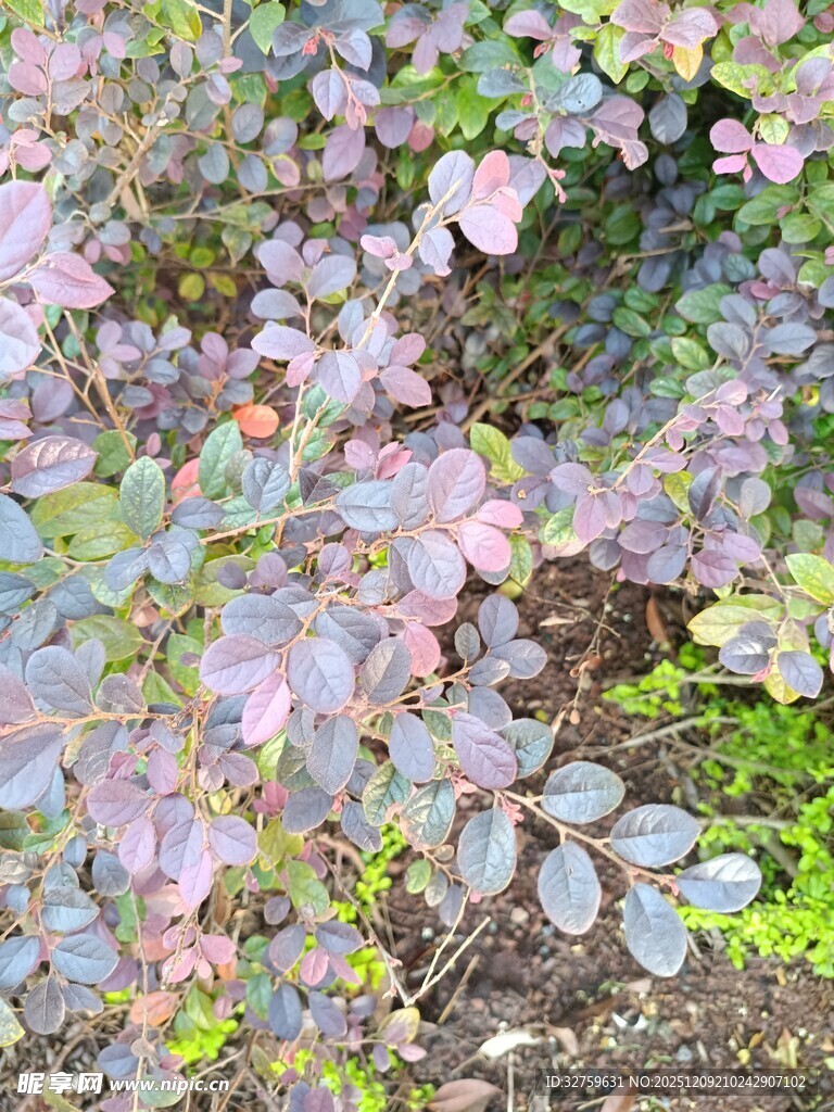 紫色叶片植物特写