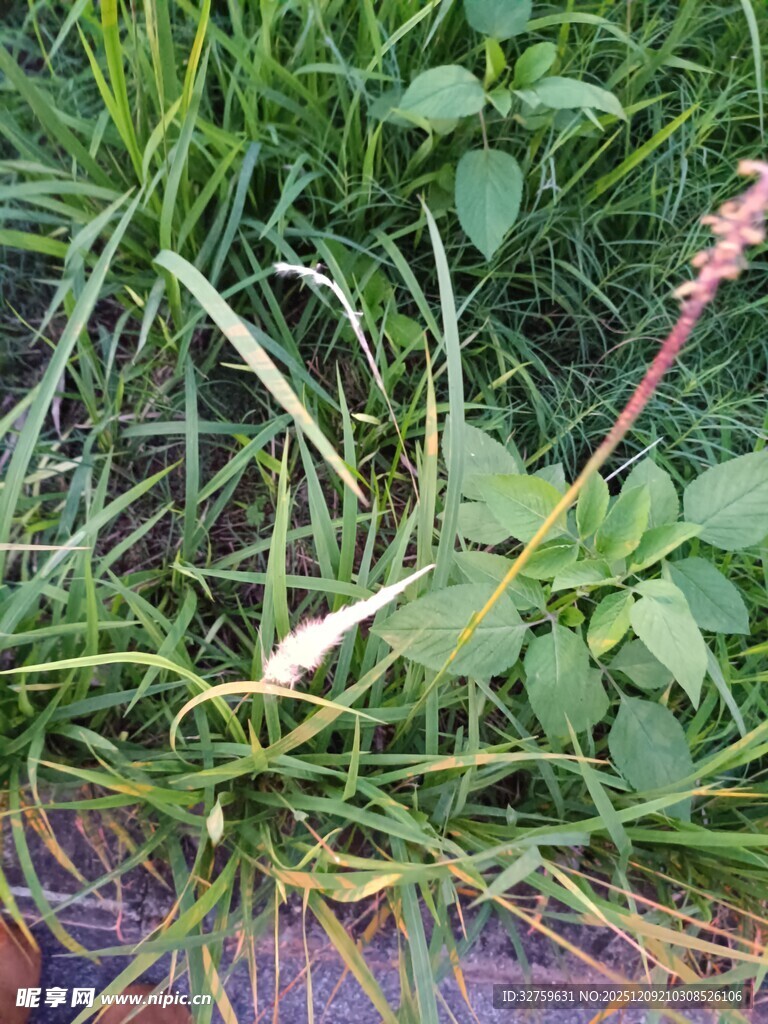 草丛中的粉色穗状植物