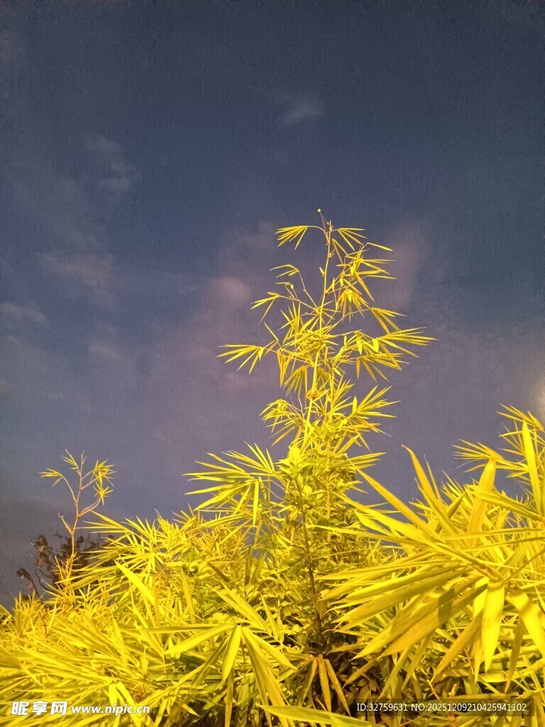 夜幕下的金黄植物