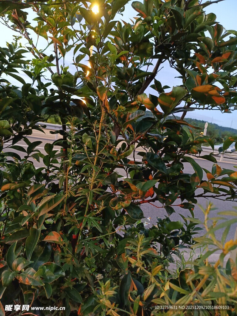 阳光下的繁茂绿植