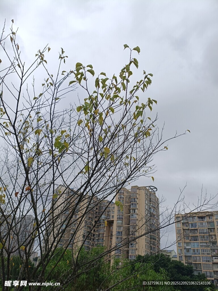 阴天城市中的树木与建筑