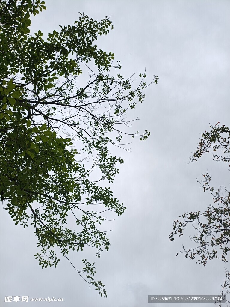 天空下的繁茂树枝