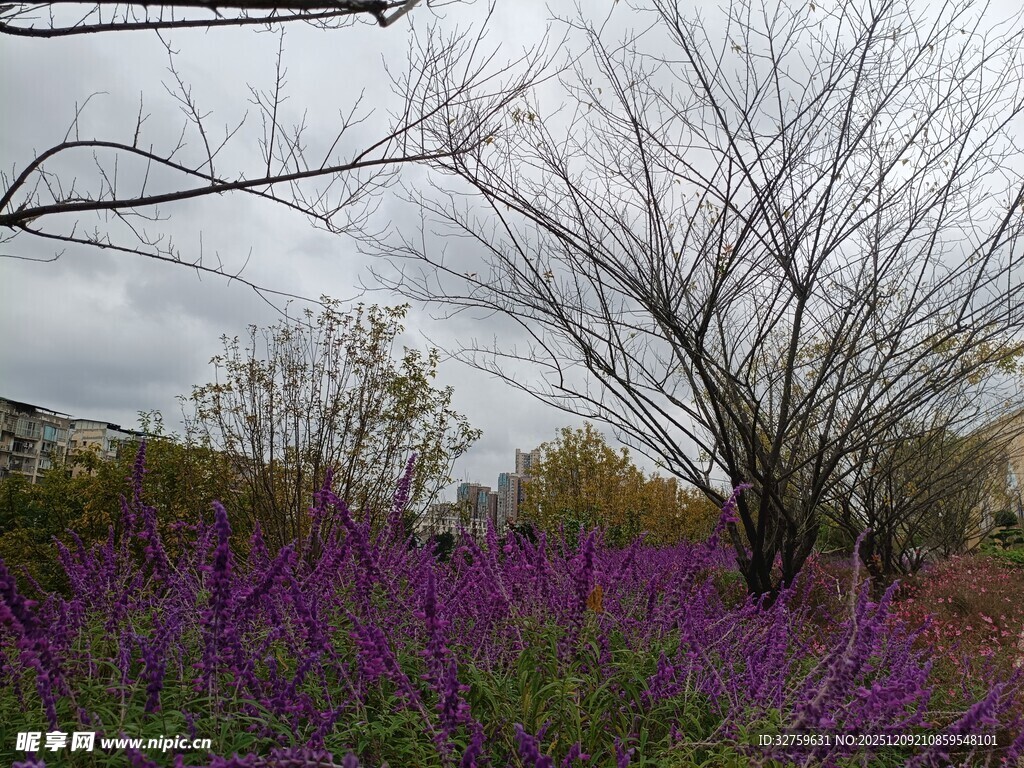 紫色花海与枯树的自然景