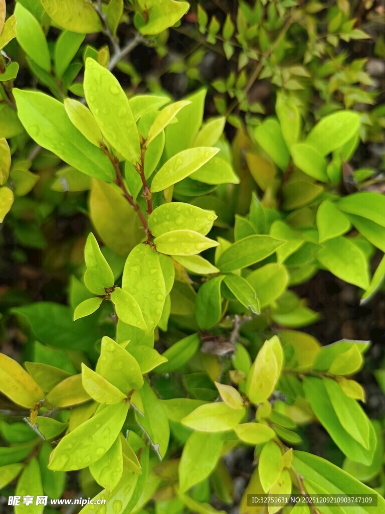 嫩绿叶片植物特写