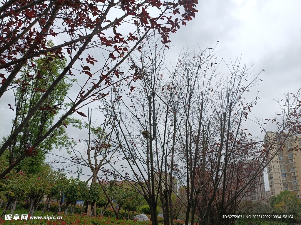 秋日公园萧瑟树木景观