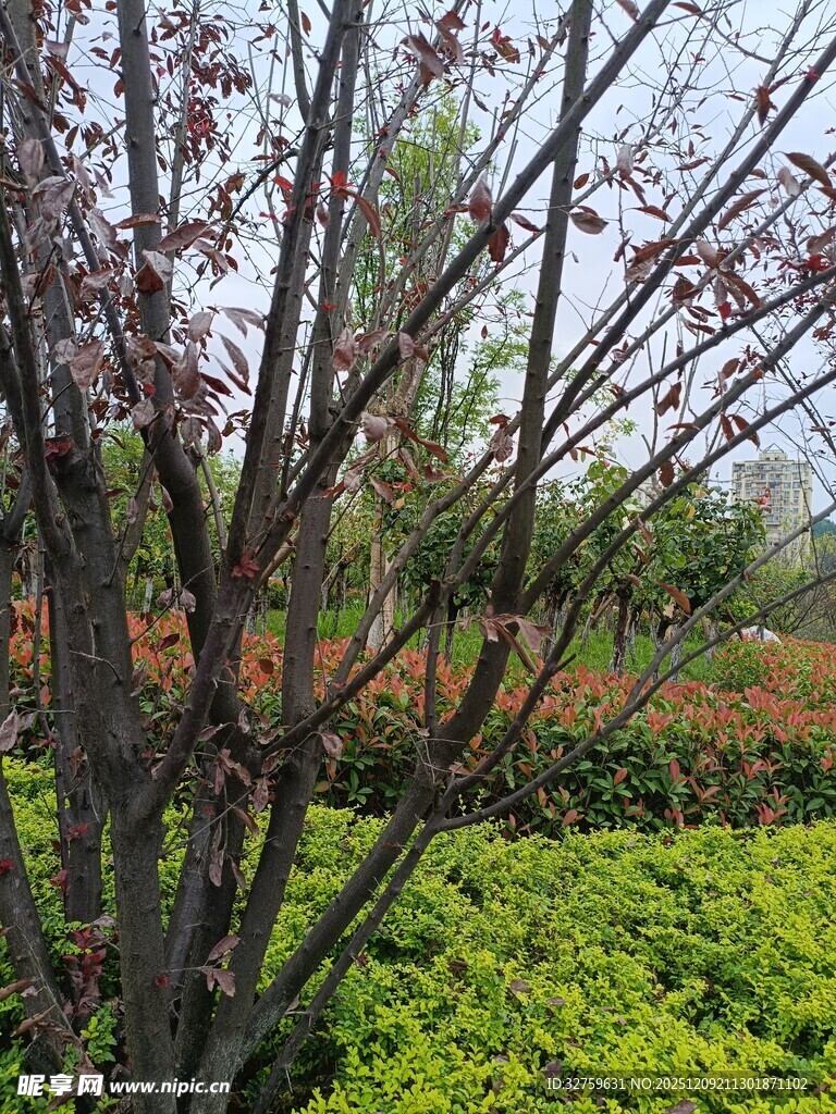 春日繁花绿树景致