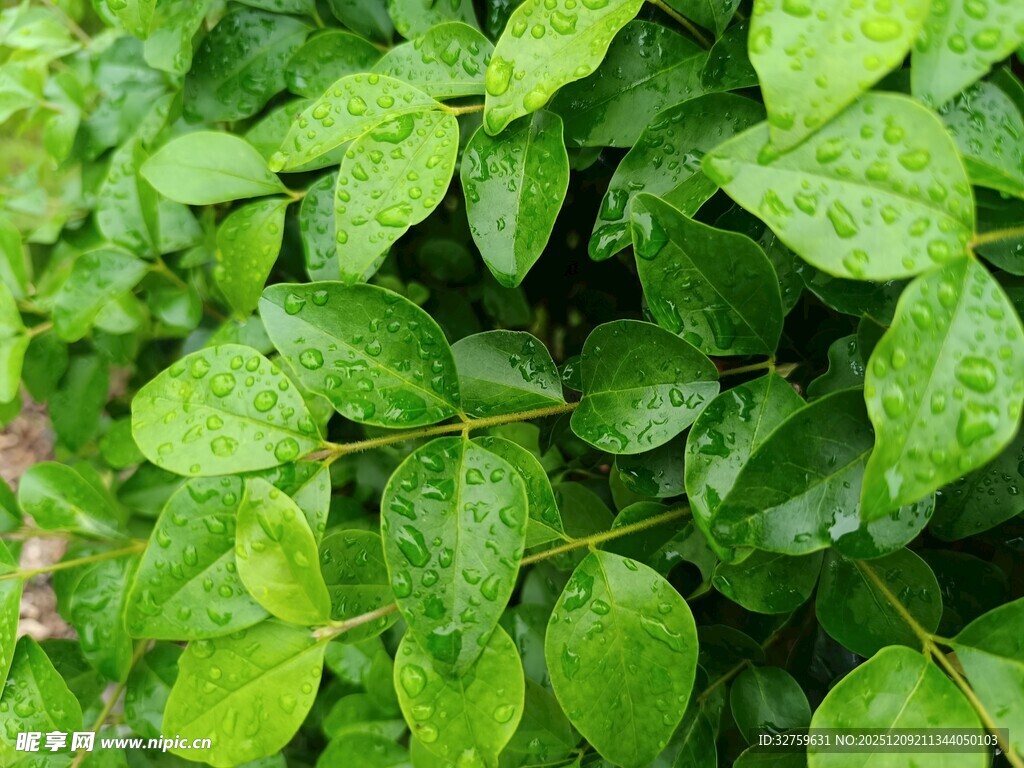 带水珠的翠绿叶片