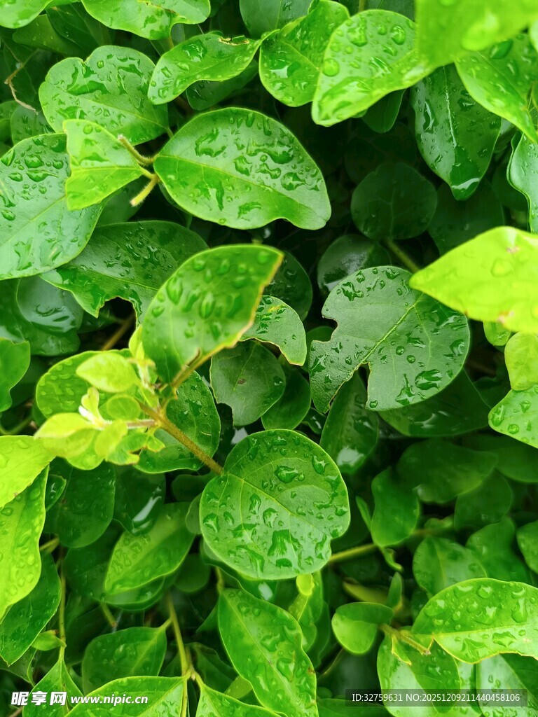 翠绿欲滴的带水珠绿叶