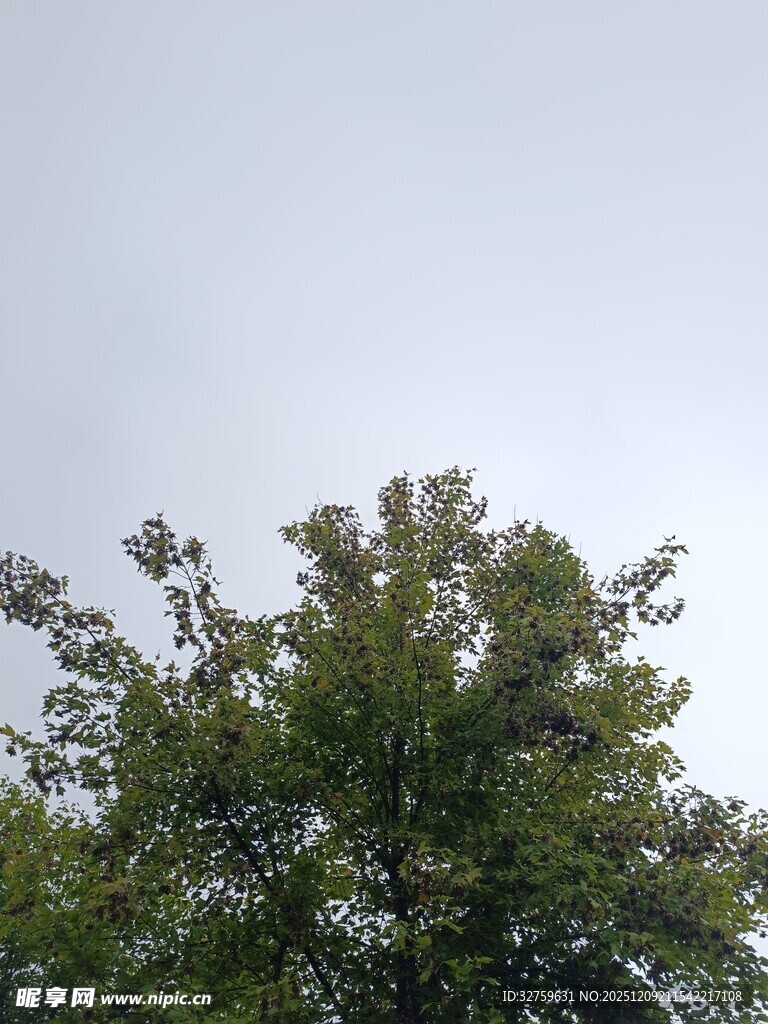 树梢上的天空与繁茂枝叶