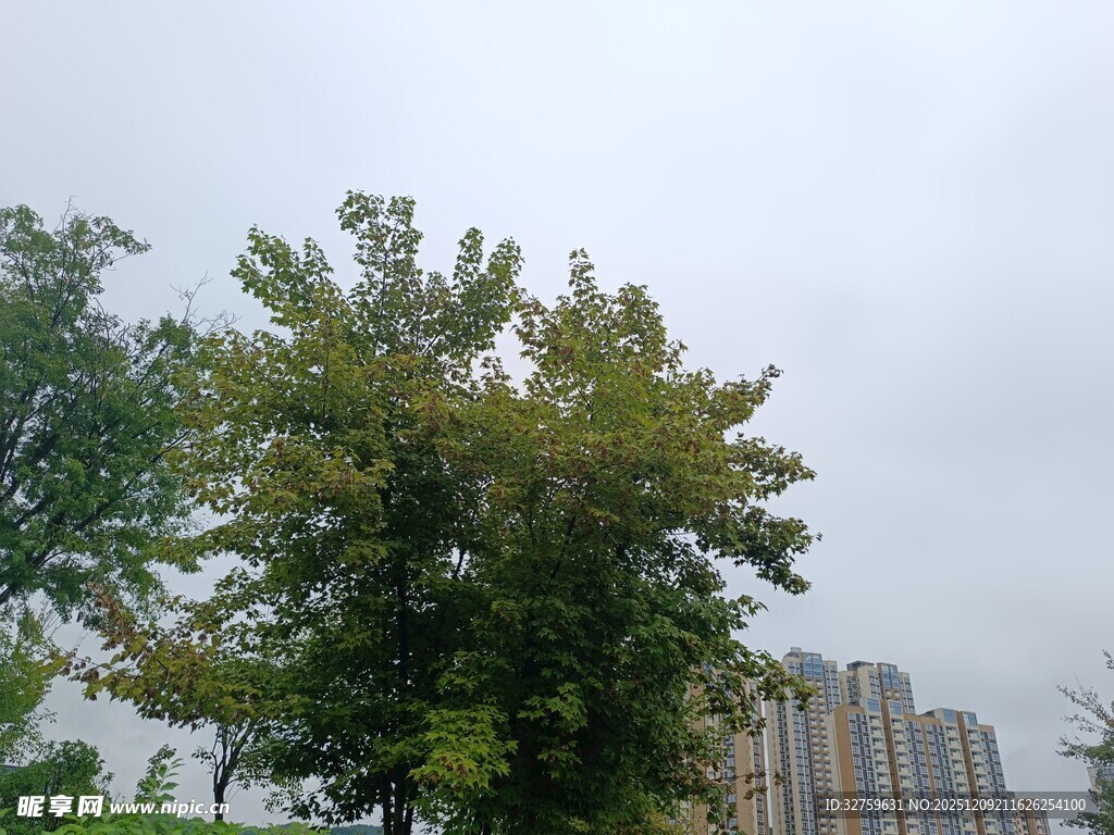 城市中葱郁的绿树