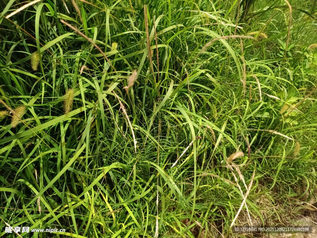 茂盛的绿色草丛