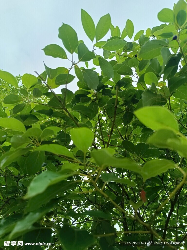 绿叶繁茂的生机景象