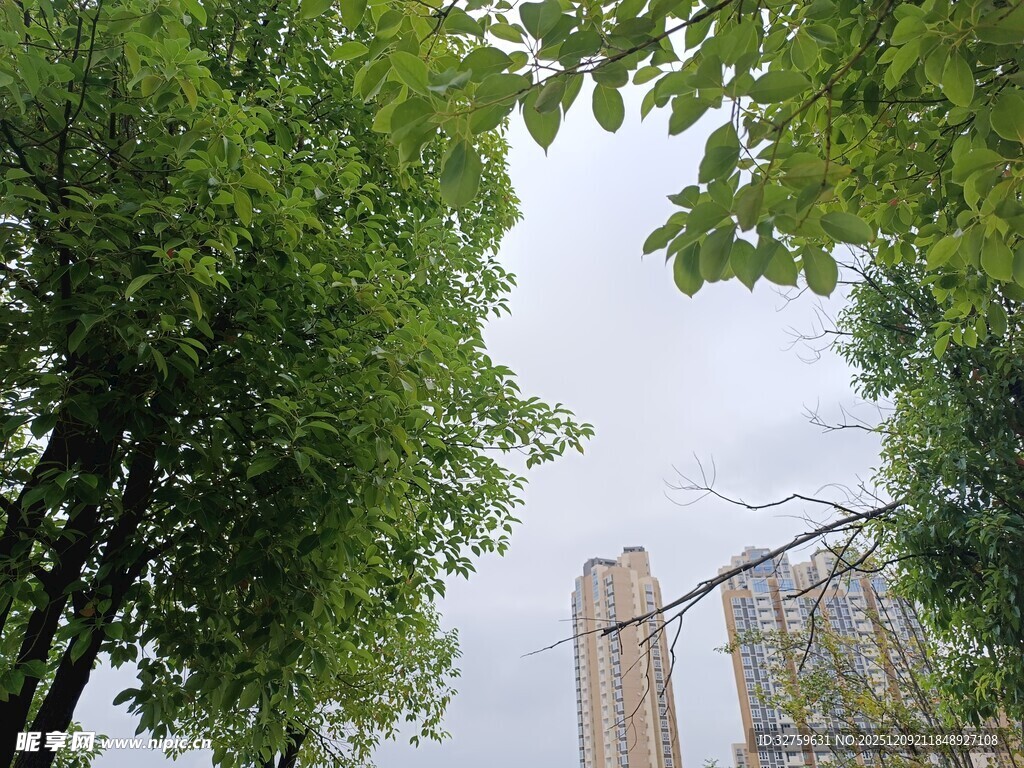 绿树掩映下的城市高楼