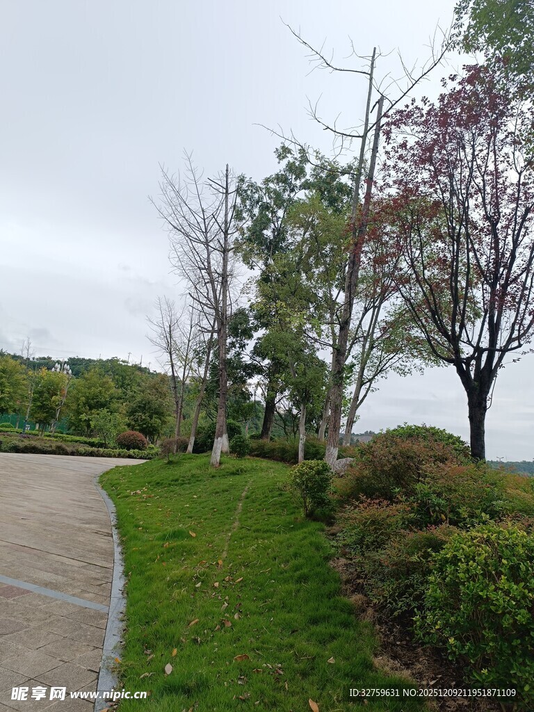 湖畔小径旁的绿树与繁花