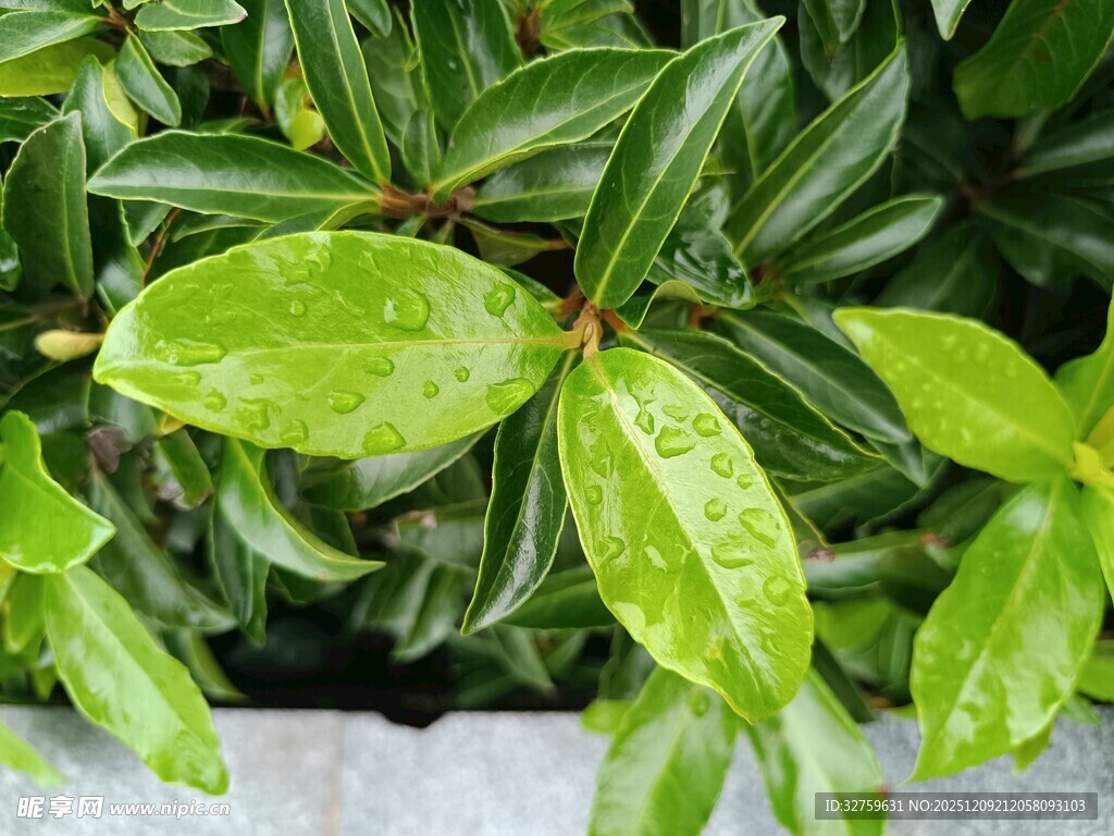 翠绿叶片的清新植物