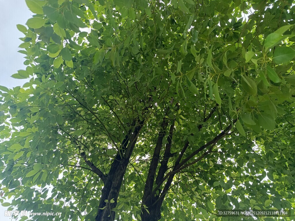 绿叶繁茂的高大树木