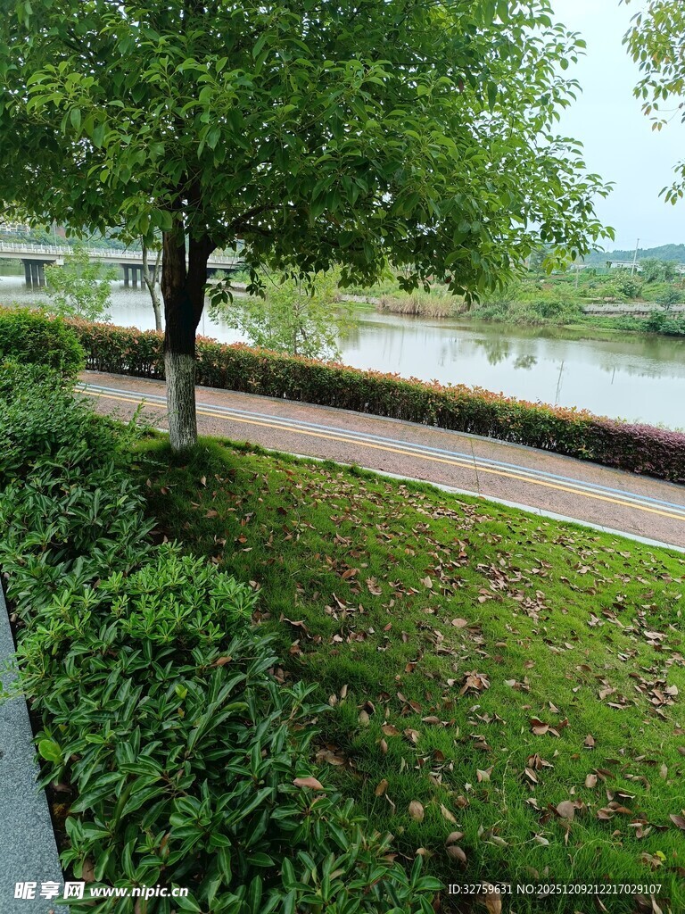 河畔绿树成荫的宁静步道