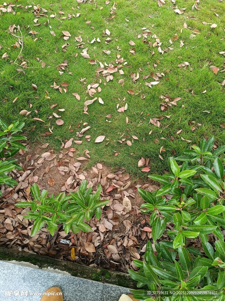 草地落叶旁的绿植景象
